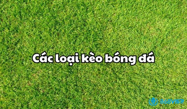 kèo chấp 1 trái, hay còn được biết đến với tên gọi kèo hòa