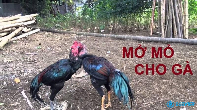 Cách mở mỏ gà chọi - Những điều cần làm trước khi mở mỏ gà chọi 