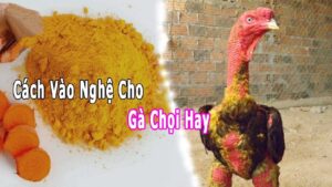 Cách vào nghệ cho gà chi tiết từ A tới Z cho tân sư kê