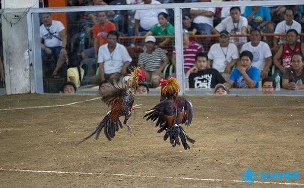 Trong hình thức đá gà cựa dao có đa dạng nhiều kèo cược hấp dẫn