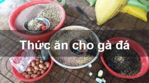 Cách pha trộn thức ăn cho gà đá chuẩn xác, đạt năng suất cao